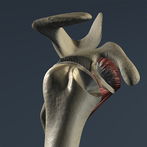 Medical Animation